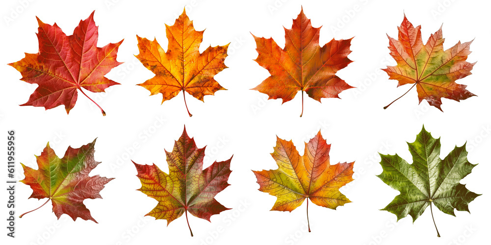 Collection of Maple leaf cutout isolated on transparent background, PNG image, Generative AI Collection of Maple leaf cutout isolated on transparent background, PNG image, Generative AI