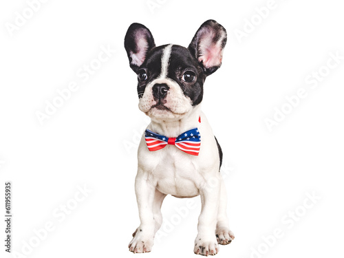 Fototapeta Naklejka Na Ścianę i Meble -  Charming puppy and a bow-tie in the colors of the American Flag. Close-up, indoors. Isolated background. Studio shot. Congratulations for family, loved ones, friends and colleagues. Pets care concept