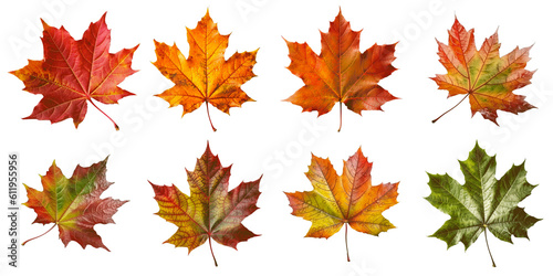 Collection of Maple leaf cutout isolated on transparent background, PNG image, Generative AI