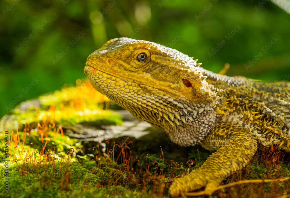 beautiful agama lizard close-up.dragon lizard portrait for wallpaper banner background beautiful agama lizard close-up.dragon lizard portrait for wallpaper banner background