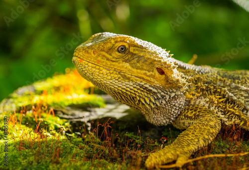 beautiful agama lizard close-up.dragon lizard portrait for wallpaper banner background