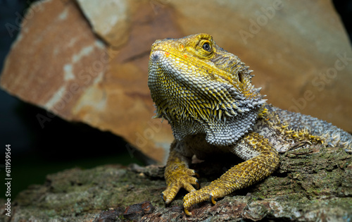 beautiful agama lizard close-up.dragon lizard on stone for wallpaper banner background