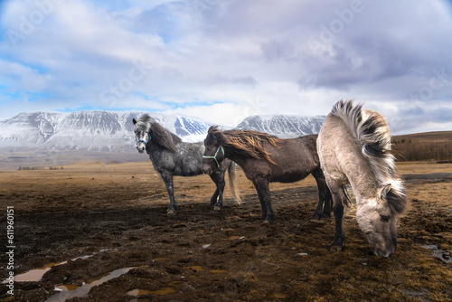 icelandic ponys in the mountains