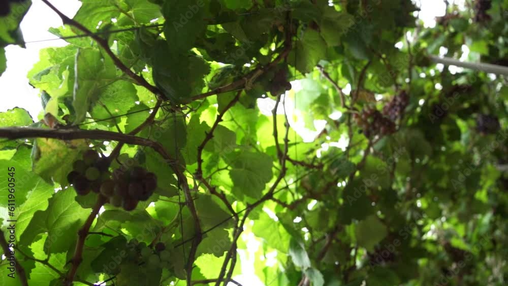 The vineyard. A plantation in Vietnam. Ninh Thuan Province in Vietnam. The vineyard. A plantation in Vietnam. Ninh Thuan Province in Vietnam.