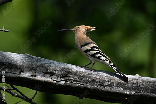 Eurasian hoopoe // Wiedehopf (Upupa epops) - Greece photo