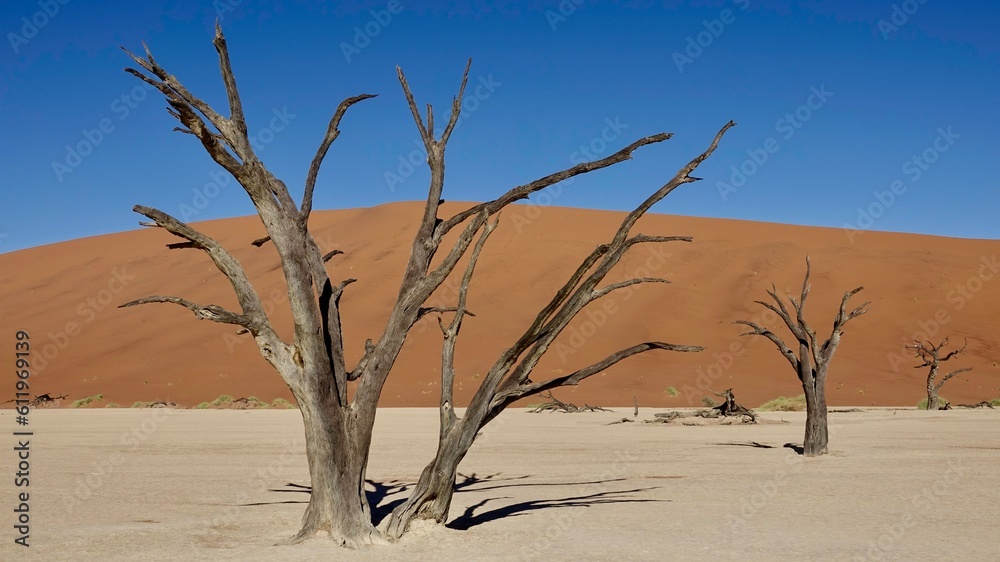 Sanddünen und abgestorbene Bäume in der Namibwüste in Namibia Sanddünen und abgestorbene Bäume in der Namibwüste in Namibia