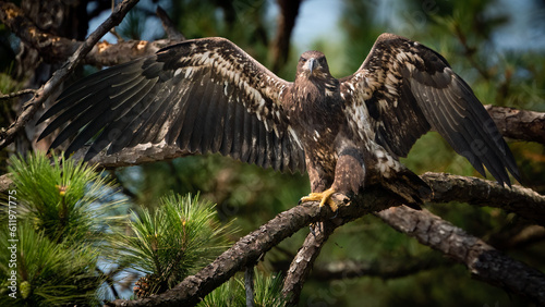 Immature Bald Eagle