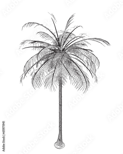 Hand drawn tropical palm tree. Vector outline of hawaii beach palm tree  fern and frond outline  botany flora tropical illustration. Contours Isolated on White Background. Vector illustration.