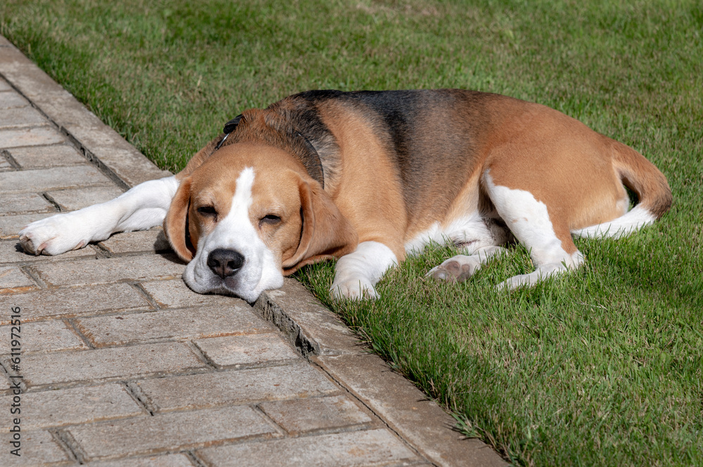Cute beagle on grass