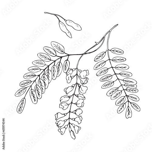 Acacia branch with flower plant  illustration hand drawn in doodle sketch style. Plant design element on isolated white background.Robinia pseudoacacia (White acacia)