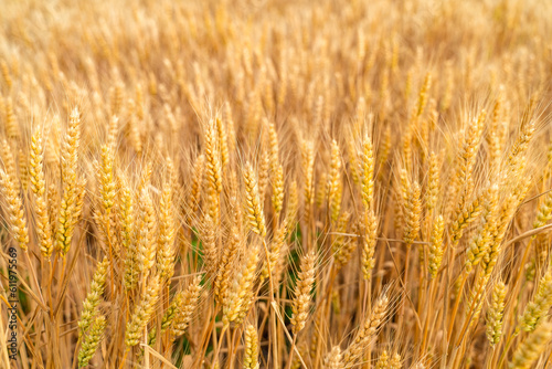 Closeup of wheat in a golden wheat field