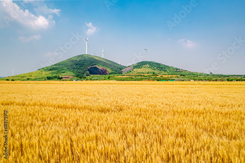 Golden wheat field under the blue sky and white clouds