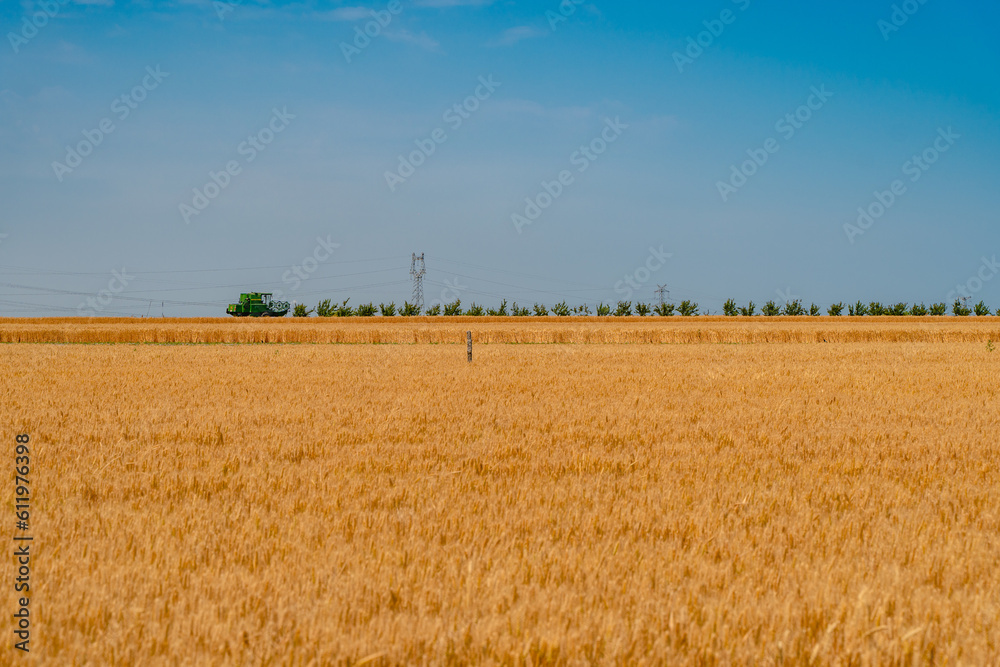 Golden wheat field under the blue sky and white clouds Golden wheat field under the blue sky and white clouds