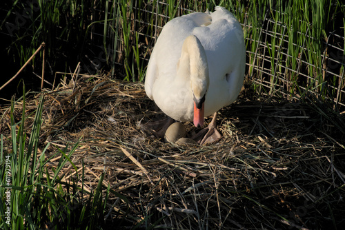 Fototapeta Naklejka Na Ścianę i Meble -  Mute swans built a nest on a suburban pond. At this point, two chicks have already hatched.