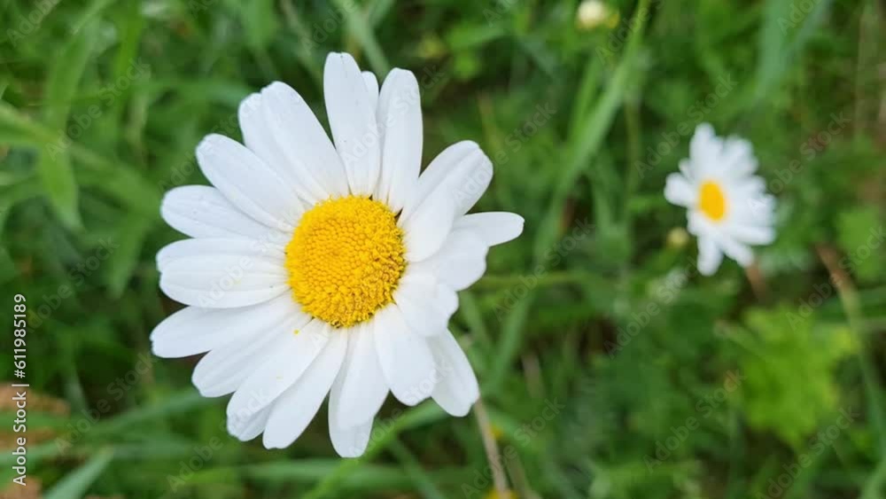The chamomile flower moves perfectly in the wind. The chamomile flower moves perfectly in the wind.