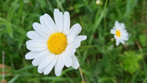 The chamomile flower moves perfectly in the wind.