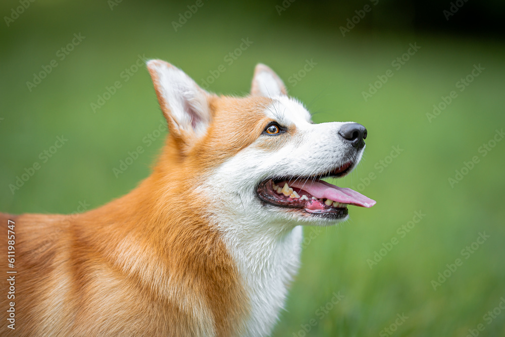 Beautiful and funny welsh corgi pembroke portrait, green blurred background on the spring grass
