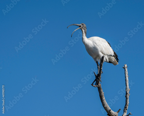 Sacred ibis  high up in a tree over a dam  South Africa.  A clear blue sky background.