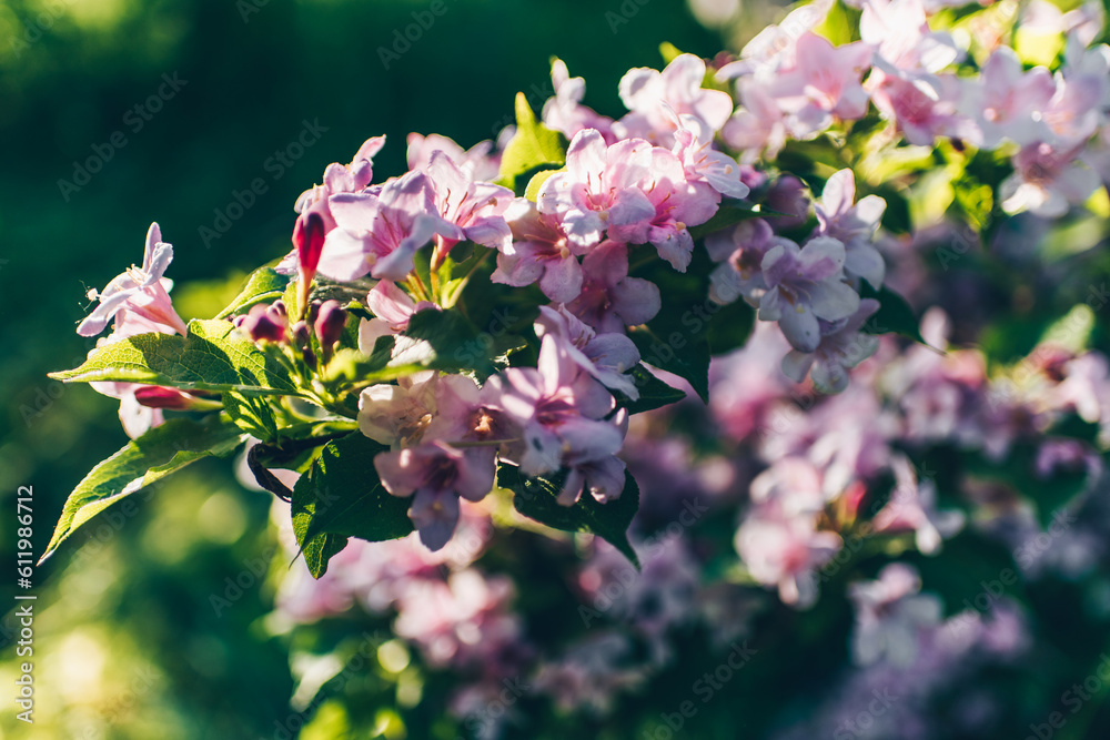 Gentle Weigela flower in the rays of the setting sun