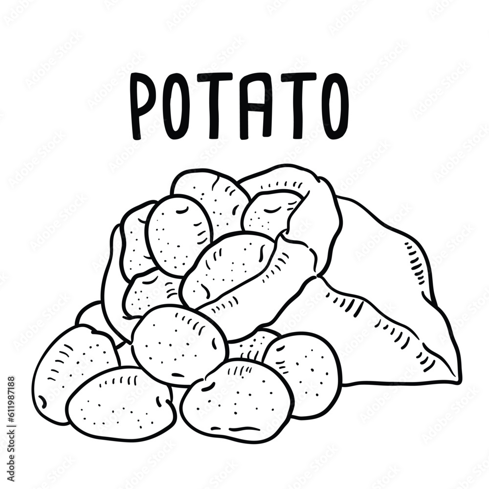 Potato. vector hand drawn illustration