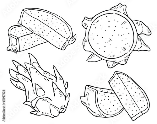  dragon fruit. vector hand drawn illustration