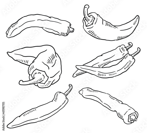  sweet pepper. vector hand drawn illustration