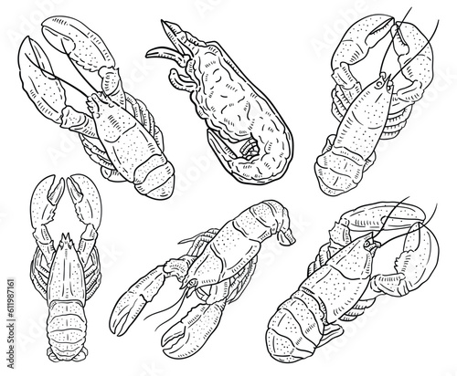  Lobster. vector hand drawn illustration