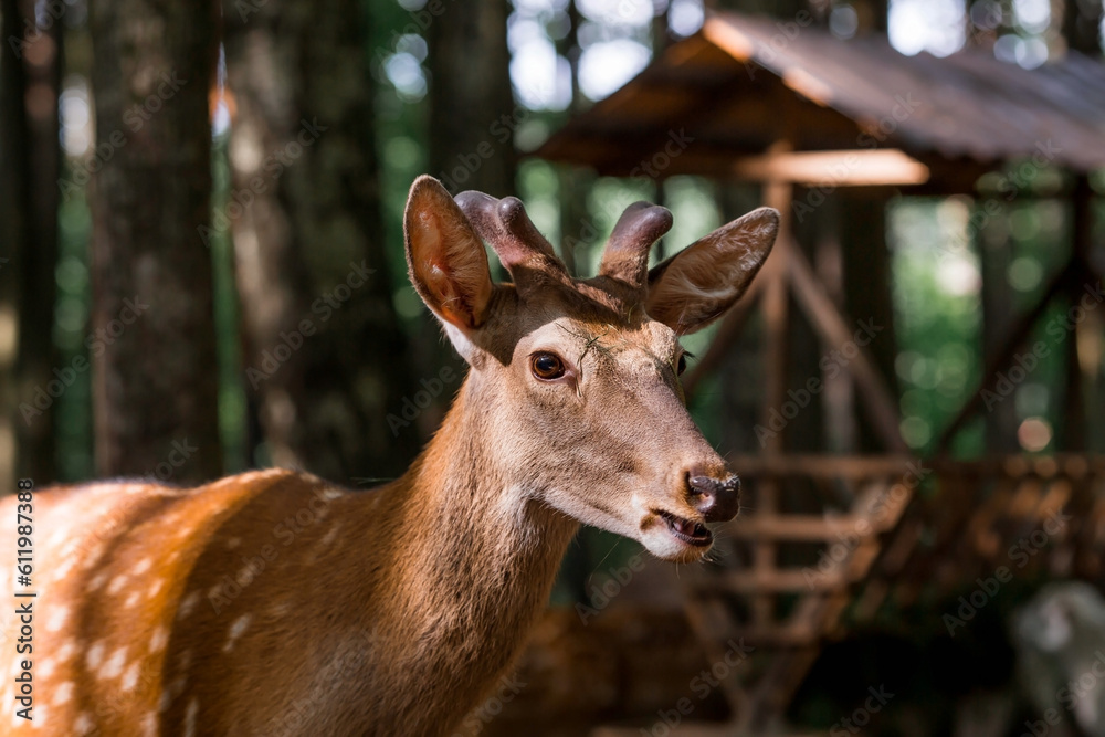 Portrait. A little fawn walks in a paddock on a ranch, on a private eco farm or in a contact zoo. Animal husbandry. Love for animals. Portrait. A little fawn walks in a paddock on a ranch, on a private eco farm or in a contact zoo. Animal husbandry. Love for animals.