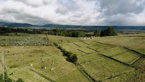 Aerial view of cows on the valley