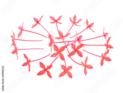 Red lxora flower isolated transparent png photo