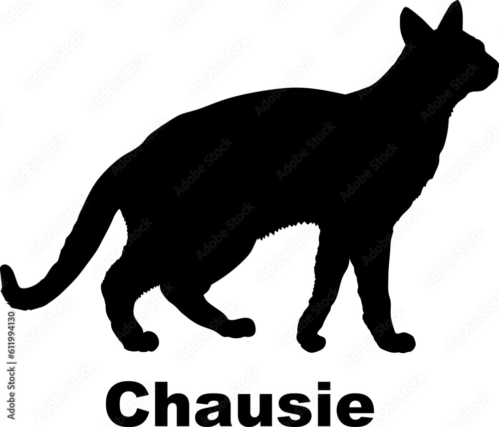 Chausie Cat silhouette cat breeds Chausie Cat silhouette cat breeds