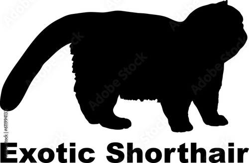 Exotic Shorthair Cat silhouette cat breeds