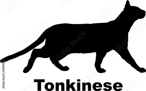 Schilderij op canvas Tonkinese Cat silhouette cat breeds