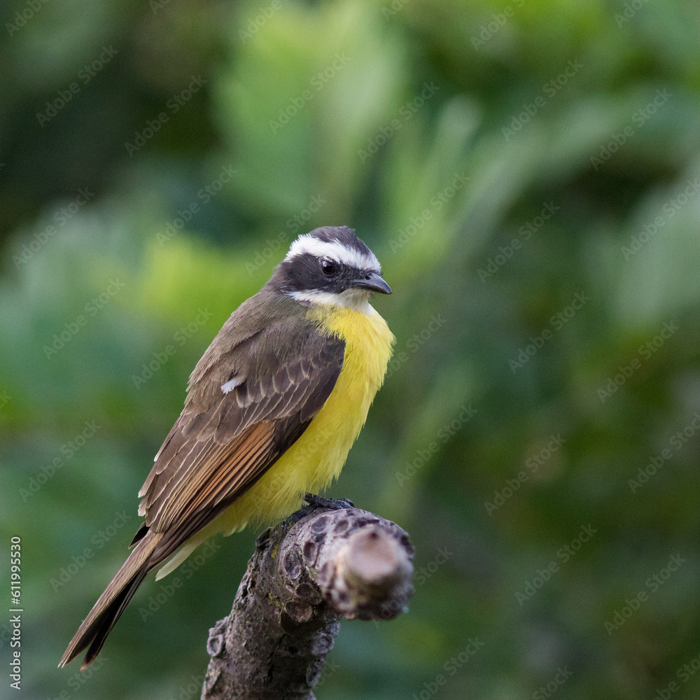 Bentevizinho-de-asa-ferrugínea
Myiozetetes cayanensis
Rusty-margined Flycatcher Bentevizinho-de-asa-ferrugínea
Myiozetetes cayanensis
Rusty-margined Flycatcher