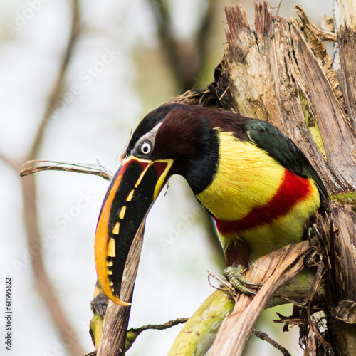 Araçari-castanho Pteroglossus castanotis Chestnut-eared Aracari photo