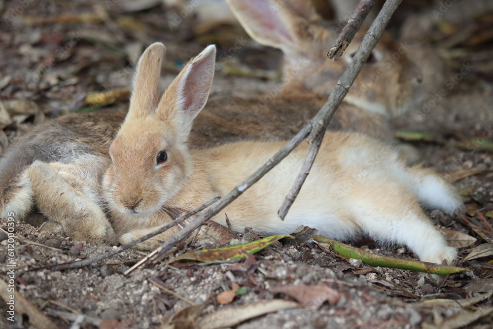 Fototapeta premium くつろぐ子うさぎ （広島県 大久野島）