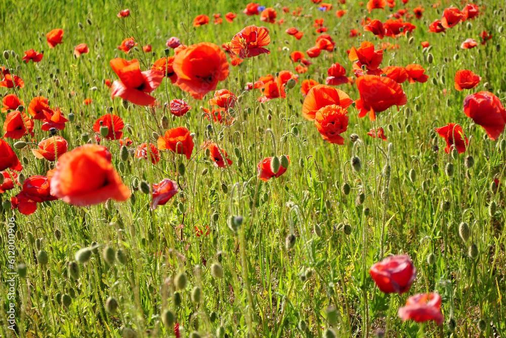 Fototapeta premium flowers in field