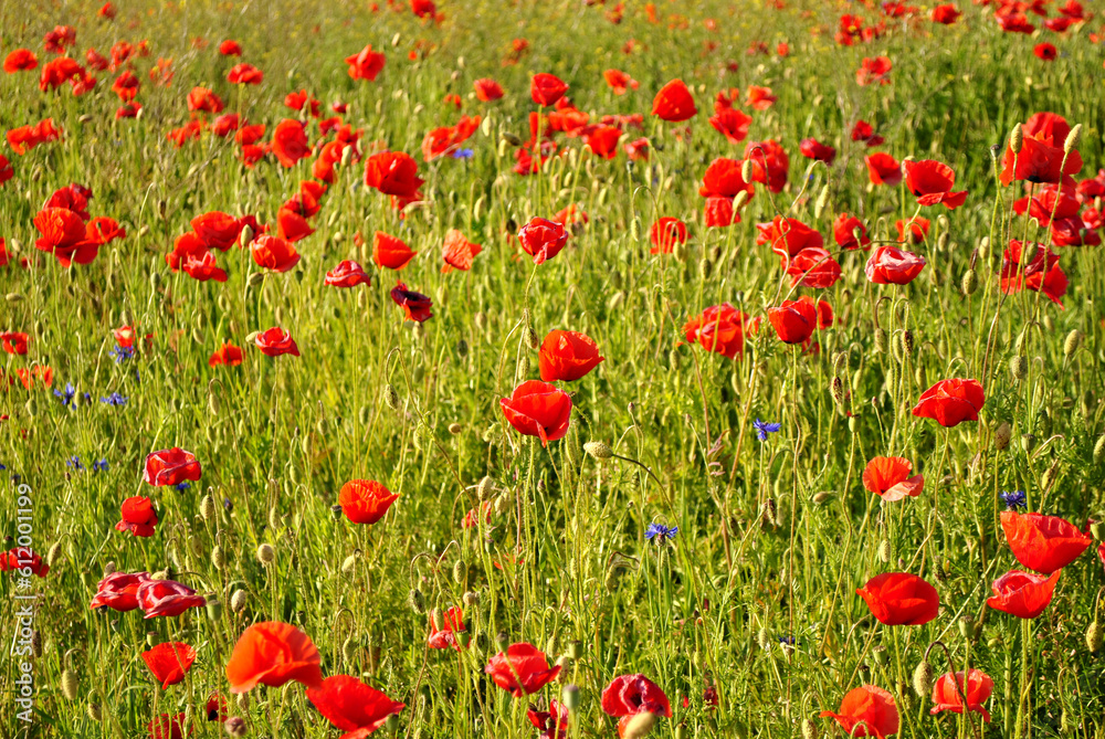 Fototapeta premium field of poppies