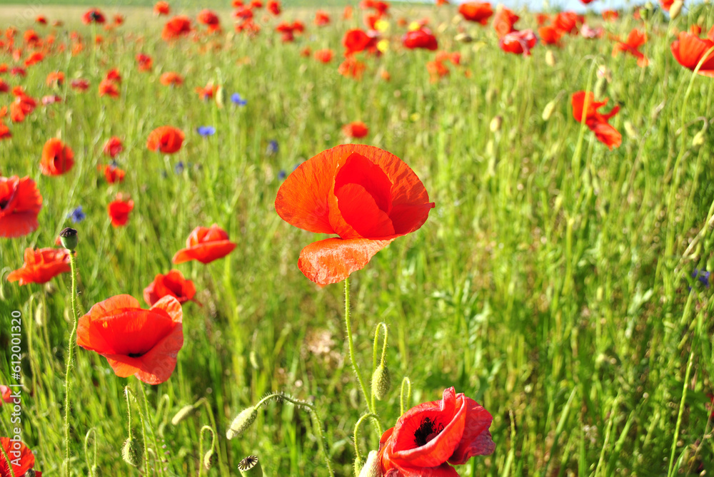 field of poppies field of poppies