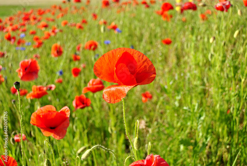 field of red poppies