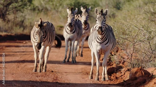 A herd of zebra on the road in golden light