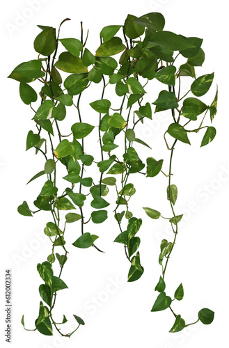 Plante retombante ou liane suspendue. Feuillage comme philodendron, potos ou lierre. 