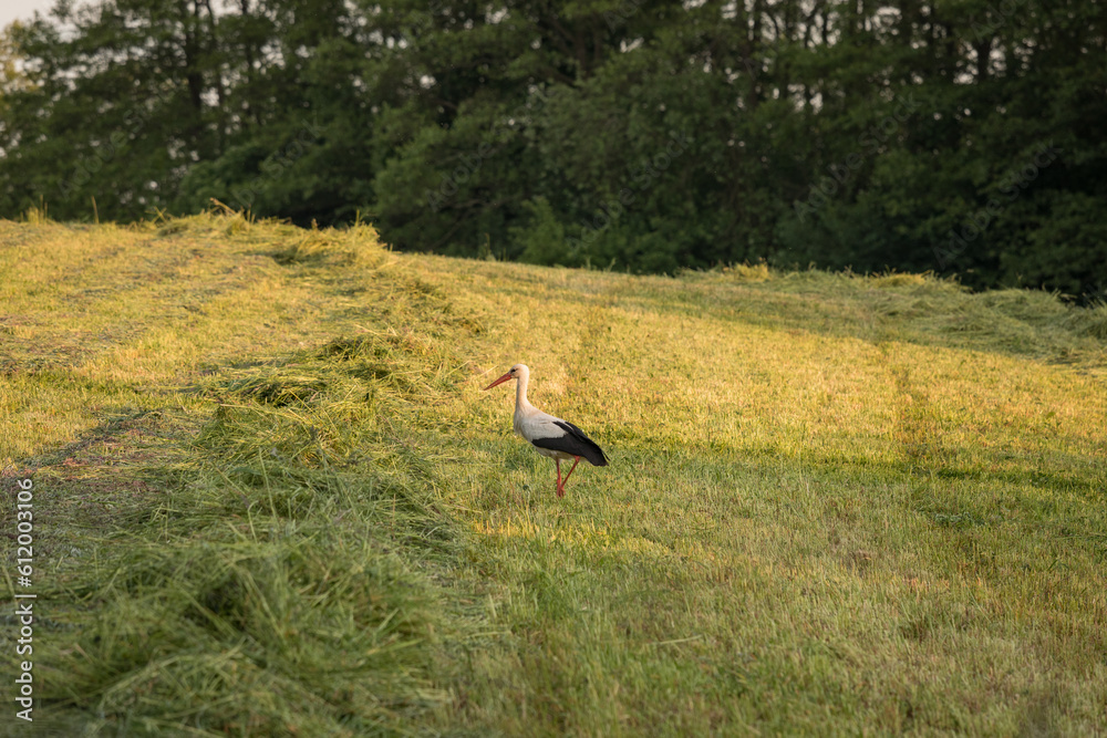 Bocian spaceruje po mazurskim polu.
