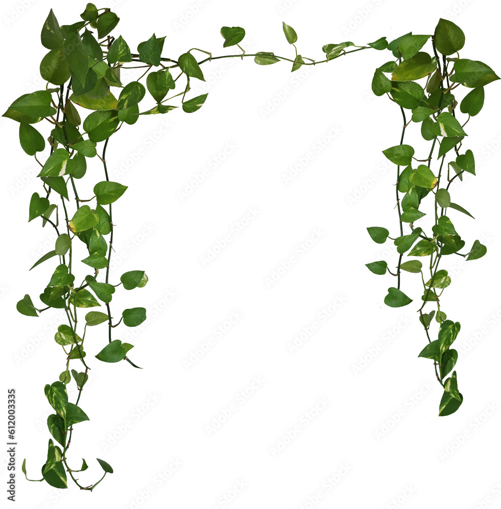 Plante Retombante Ou Suspendue Feuillage Comme Philodendron Potos Ou Plante Retombante Ou Suspendue Feuillage Comme Philodendron Potos Ou