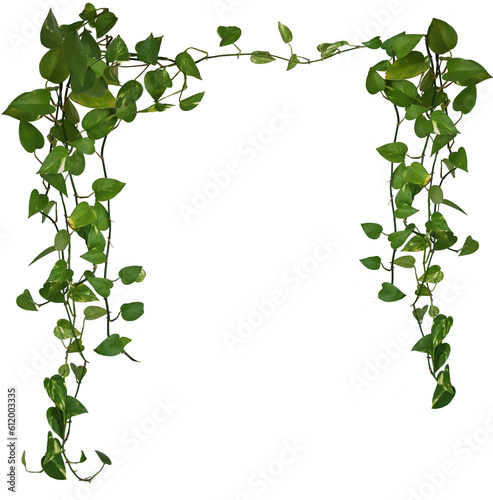 Plante retombante ou suspendue. Feuillage comme philodendron, potos ou lierre. Lianes formant une arche.