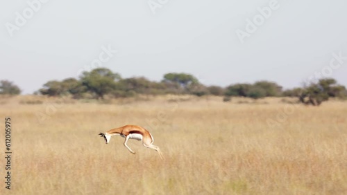 a Springbok jumping for joy photo