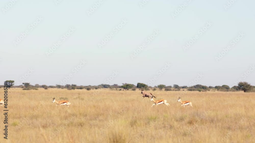 Running gemsbok and springbok through an open grass field Running gemsbok and springbok through an open grass field