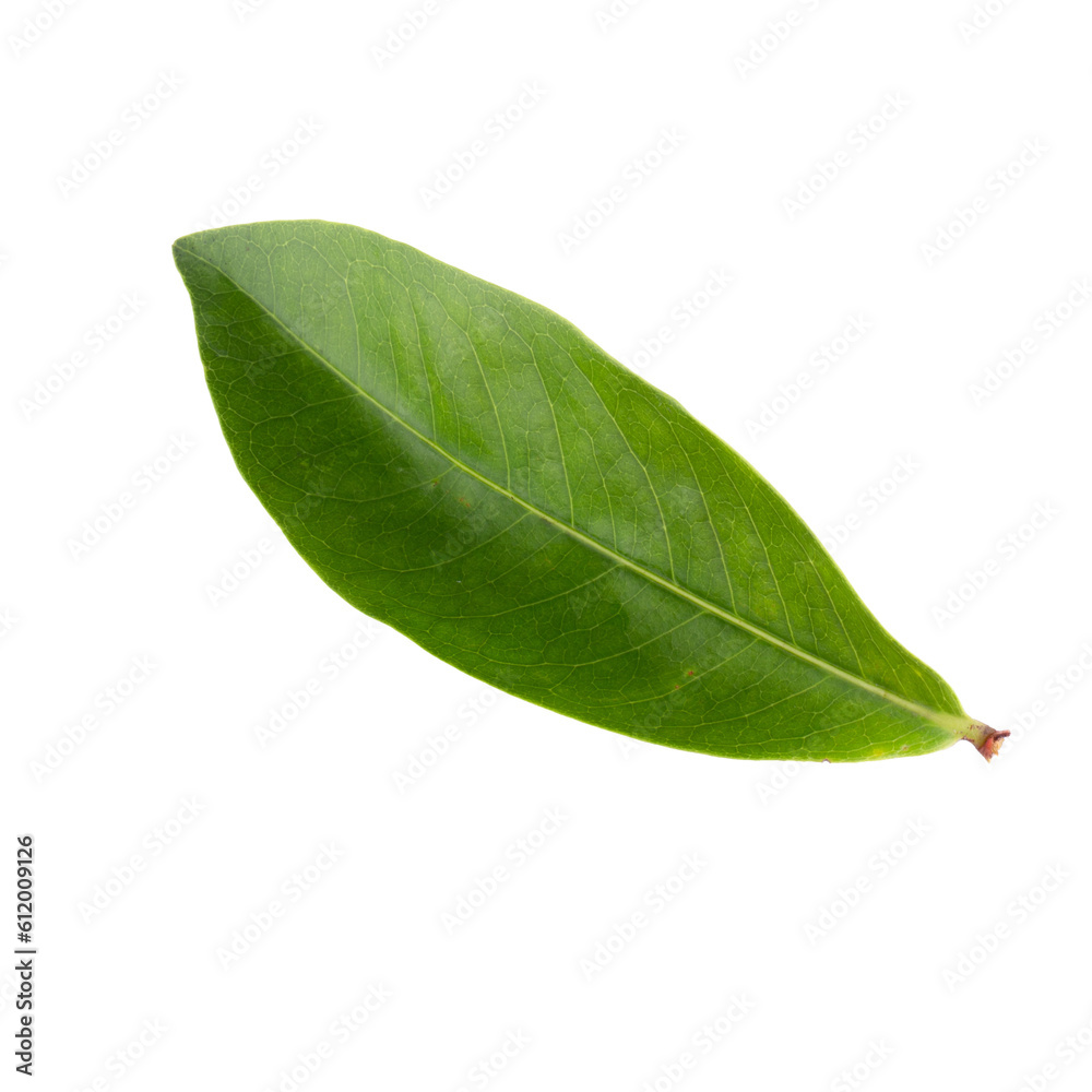 Fototapeta premium Green leaf isolated on a transparent background.