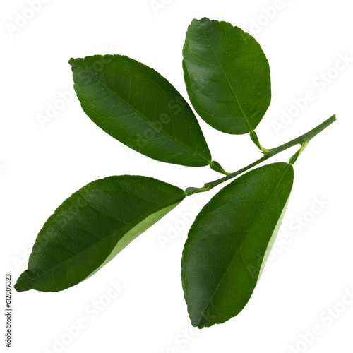 Citrus leaves isolated on a transaprent background.