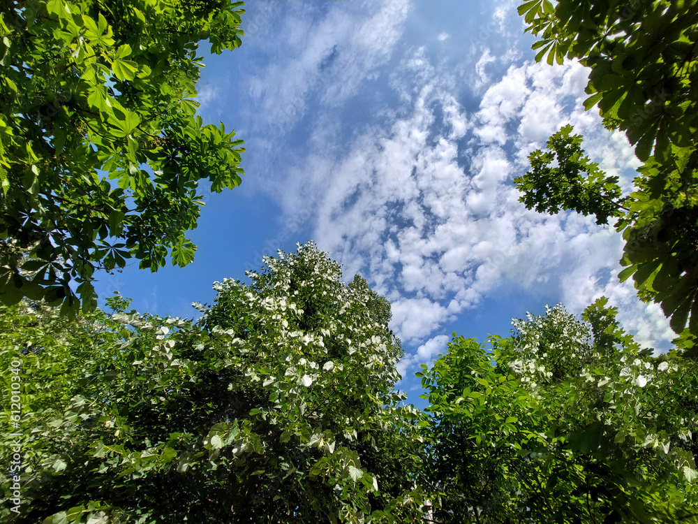 Green leaves and blue sky with white clouds in the summer season. Green leaves and blue sky with white clouds in the summer season.